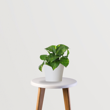Money plant - indoor creeper